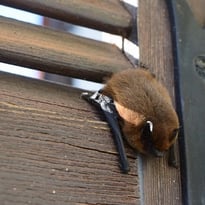 Circuit : mystérieuses chauve-souris