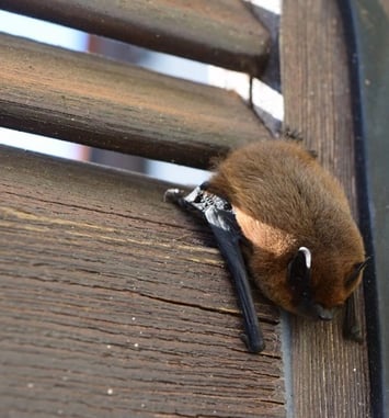 Circuit : mystérieuses chauve-souris