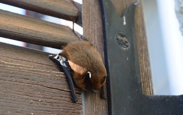 Circuit : mystérieuses chauve-souris
