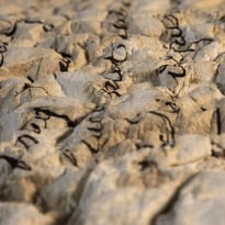Exposition "Série B : le feu ça brûle et l'eau ça mouille "