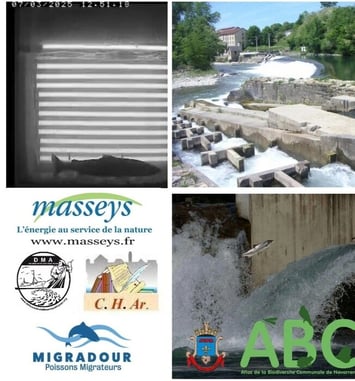 Le gave d'Oloron : production hydroélectrique et poissons migrateurs