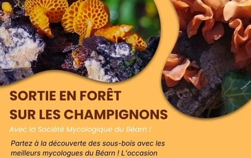 Sortie champignons