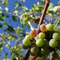 Visite guidée patrimoniale : du Parc Izadia aux vignes d'Anglet
