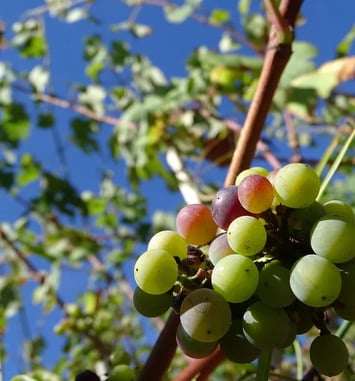 Visite guidée patrimoniale : du Parc Izadia aux vignes d'Anglet