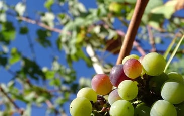 Visite guidée patrimoniale : du Parc Izadia aux vignes d'Anglet