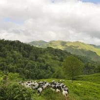 Projection d'un documentaire sur le pastoralisme basque "Les pieds sur terre et la tête dans les étoiles"