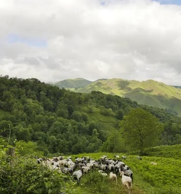 Projection d'un documentaire sur le pastoralisme basque "Les pieds sur terre et la tête dans les étoiles"