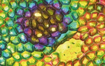 Culture et vous en Haut-Béarn : Exposition Fluorest