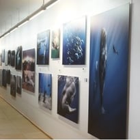 Exposition The Wildlife Odyssey, une immersion photographique au cœur des océans