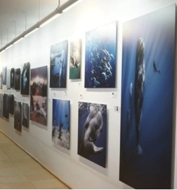 Exposition The Wildlife Odyssey, une immersion photographique au cœur des océans