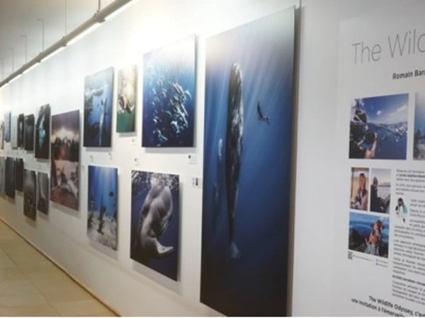 Exposition The Wildlife Odyssey, une immersion photographique au cœur des océans